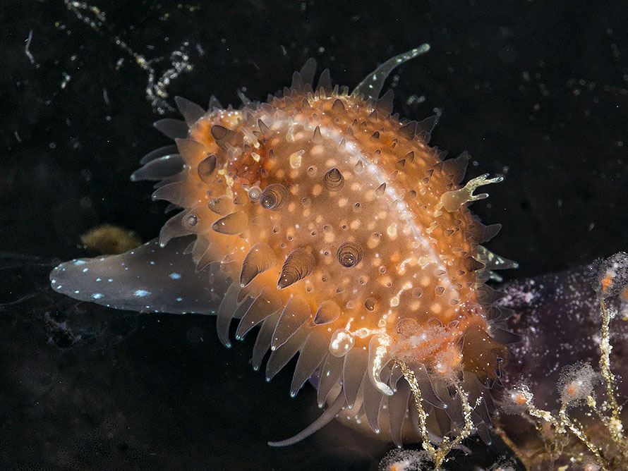 Naria poraria